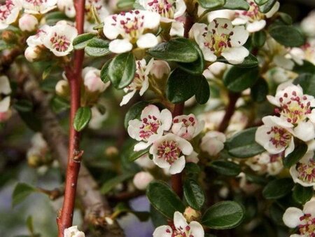 Cotoneaster suec. 'Coral Beauty' geen maat specificatie cont. 1,5L - afbeelding 1