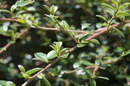 Cotoneaster suec. 'Coral Beauty' geen maat specificatie cont. 1,5L - afbeelding 2