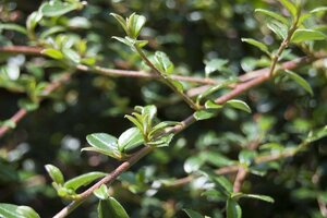 Cotoneaster suec. 'Coral Beauty' geen maat specificatie cont. 1,5L - afbeelding 2