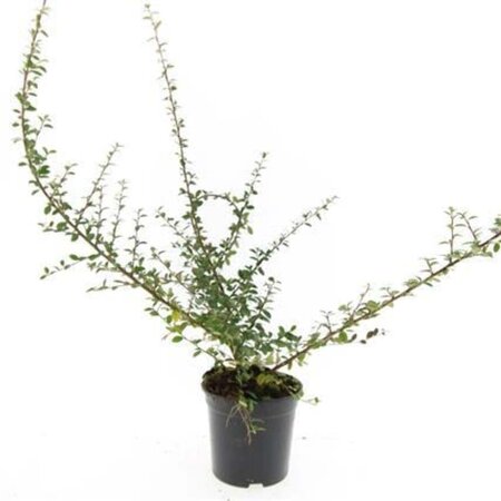 Cotoneaster suec. 'Coral Beauty' geen maat specificatie cont. 1,5L - afbeelding 6