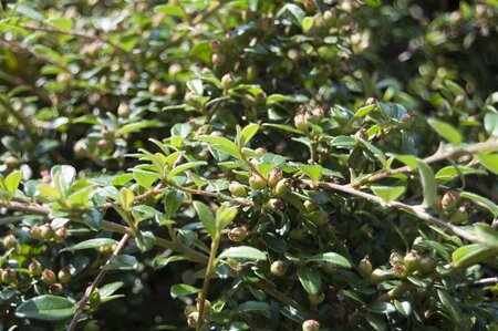 Cotoneaster suec. 'Coral Beauty' geen maat specificatie cont. 1,5L - afbeelding 4