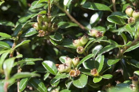 Cotoneaster suec. 'Coral Beauty' geen maat specificatie cont. 1,5L - afbeelding 5