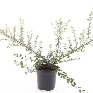 Cotoneaster suec. 'Coral Beauty' geen maat specificatie cont. 1,5L - image 12