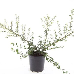 Cotoneaster suec. 'Coral Beauty' geen maat specificatie cont. 1,5L - image 2