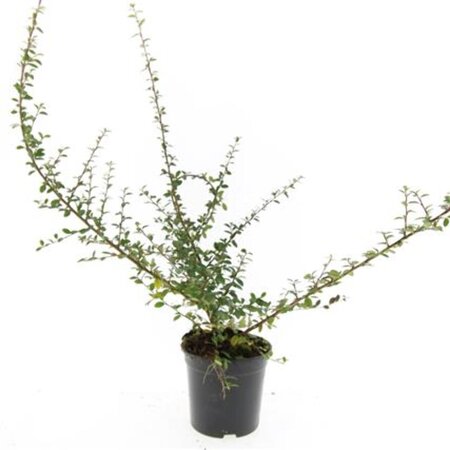 Cotoneaster suec. 'Coral Beauty' geen maat specificatie cont. 1,5L - image 3