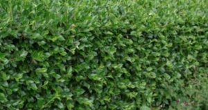 Cotoneaster simonsii 60-80 cm container - image 1