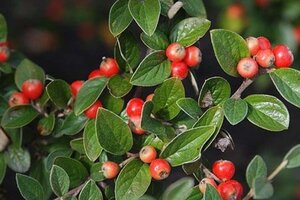 Cotoneaster simonsii 60-80 cm container - image 2