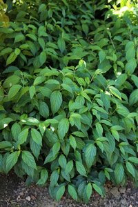 Cornus sericea 'Kelseyi' 25-30 cm cont. 3,0L - image 2