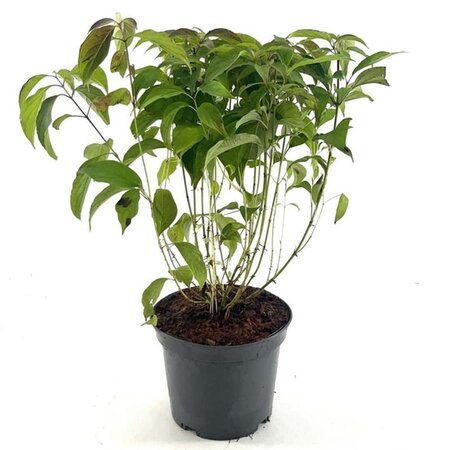 Cornus sericea 'Kelseyi' 30-40 cm cont. 3,0L - afbeelding 5