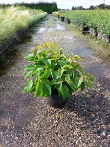 Cornus sericea 'Kelseyi' 30-40 cm cont. 3,0L - afbeelding 4