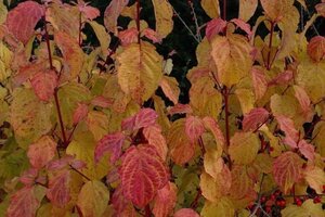 Cornus sang. 'Midwinter Fire' 60-80 cm cont. 3,0L - afbeelding 2