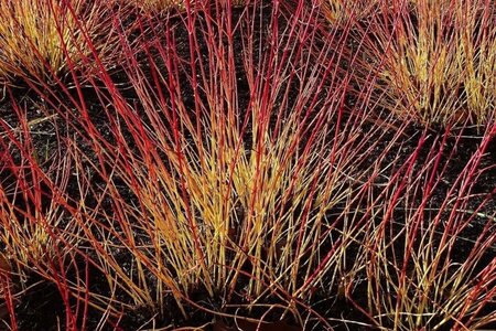 Cornus sang. 'Midwinter Fire' 60-80 cm cont. 3,0L - afbeelding 3