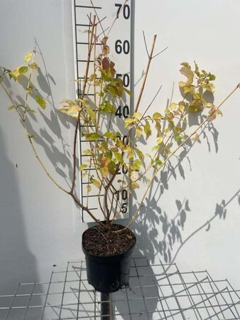 Cornus sang. 'Midwinter Fire' 60-80 cm cont. 3,0L - afbeelding 6