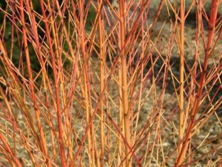 Cornus sang. 'Midwinter Fire' 60-80 cm cont. 3,0L - image 4