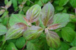 Cornus sang. 'Midwinter Fire' 60-80 cm wortelgoed - afbeelding 1