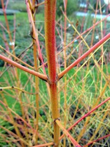 Cornus sang. 'Winter Beauty' 50-60 cm BR - image 6