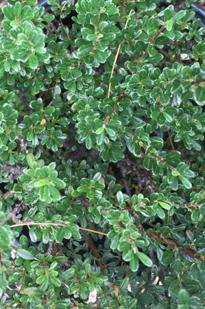 Cotoneaster microphyllus 30-40 cm cont. 3,0L - image 1