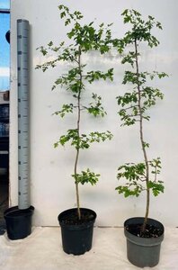 Crataegus monogyna 100-125 cm cont. 5,0L