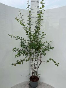 Crataegus monogyna 100-125 cm cont. 5,0L - image 2