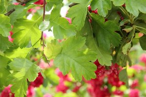 Crataegus media 'Paul's Scarlet' 100-125 cm BR - image 1