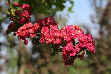 Crataegus media 'Paul's Scarlet' 100-125 cm BR - image 2