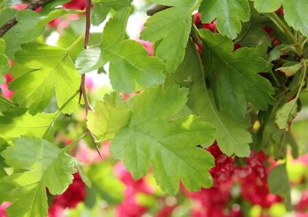 Crataegus media 'Paul's Scarlet' 100-125 cm BR - image 3