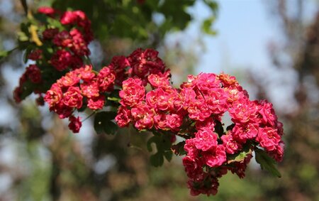 Crataegus media 'Paul's Scarlet' 100-125 cm BR - image 4