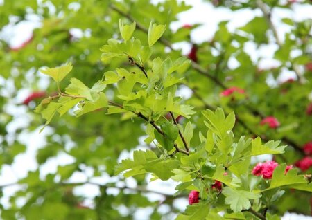 Crataegus media 'Paul's Scarlet' 100-125 cm BR - image 5