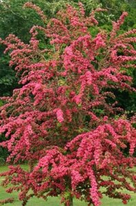 Crataegus media 'Paul's Scarlet' 100-125 cm BR - image 7