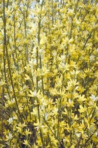 Cytisus 'Goldfinch' 50-60 cm cont. 3,0L