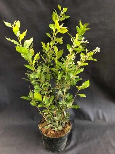 Deutzia gracilis 40-50 cm BR - image 7