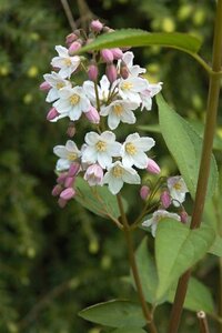 Deutzia gracilis 60-80 cm cont. 15L - image 1