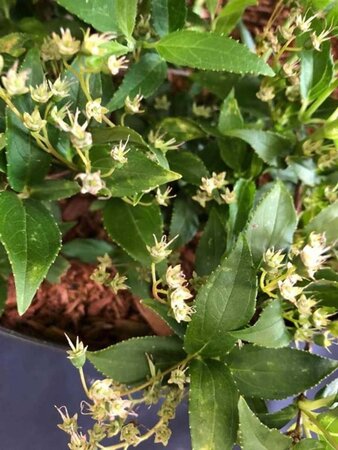 Deutzia gracilis 60-80 cm cont. 15L - image 2