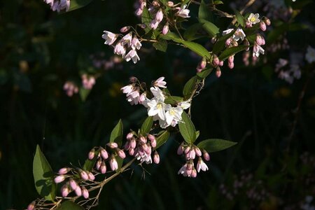 Deutzia gracilis 60-80 cm cont. 15L - image 3