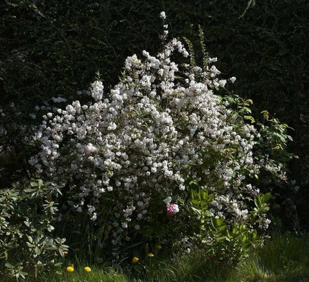 Deutzia gracilis 60-80 cm cont. 15L - image 4