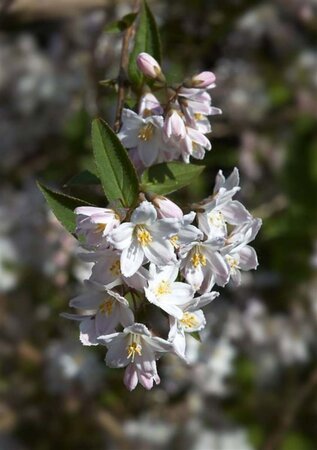 Deutzia gracilis 60-80 cm cont. 15L - image 6