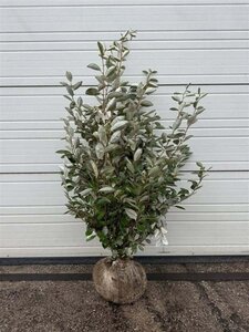 Elaeagnus ebbingei 60-80 cm met kluit - afbeelding 6