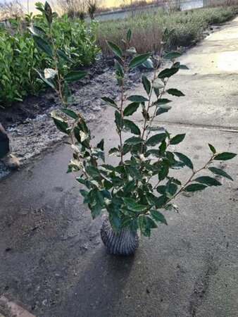 Elaeagnus ebbingei 60-80 cm met kluit - afbeelding 5