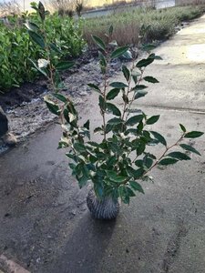 Elaeagnus ebbingei 60-80 cm met kluit - afbeelding 5