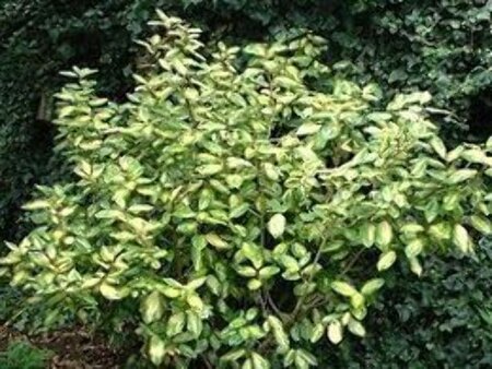 Elaeagnus ebb. 'Limelight' 30-40 cm cont. 3,0L - image 2