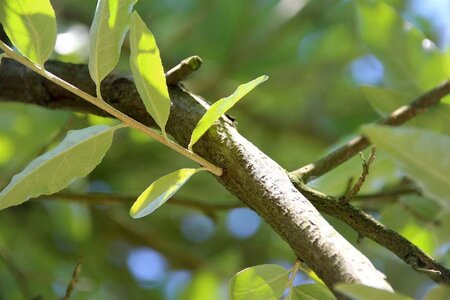 Elaeagnus multiflora 60-100 cm container - image 2