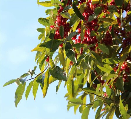 Elaeagnus multiflora 60-100 cm container - image 3