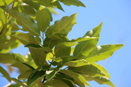 Elaeagnus multiflora 60-100 cm container - image 5