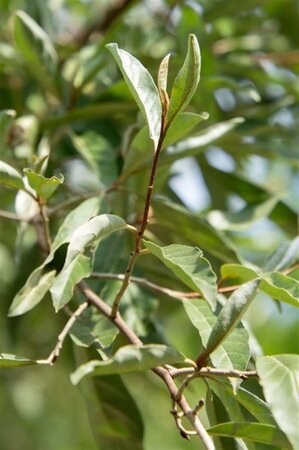 Elaeagnus multiflora 60-100 cm container - image 6