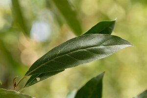 Elaeagnus multiflora 60-100 cm container - image 7