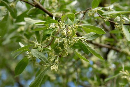 Elaeagnus multiflora 60-100 cm container - image 8