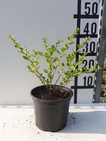 Escallonia 'Donard Seedling' 30-40 cm cont. 3,0L - image 5