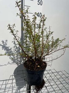 Escallonia 'Donard Seedling' 30-40 cm cont. 3,0L - image 4