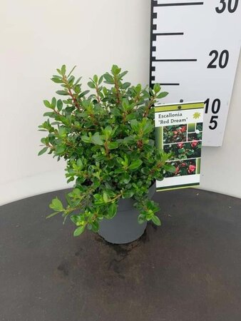 Escallonia 'Red Dream' 20-25 cm cont. 2,5L - image 3