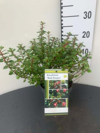 Escallonia 'Red Dream' 20-25 cm cont. 2,5L - image 1